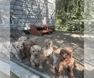 Labradoodle Litter for sale in MURPHY, NC, USA