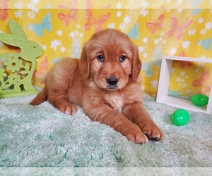 Golden Retriever Litter for sale in BLACK FOREST, CO, USA
