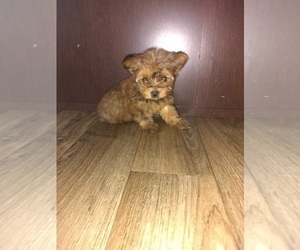 Yorkshire Terrier Litter for sale in LAPEER, MI, USA
