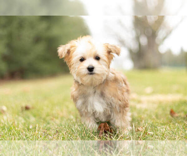 Medium Photo #1 Morkie Puppy For Sale in NAPPANEE, IN, USA