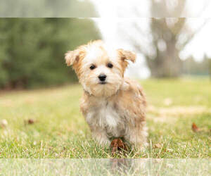 Morkie Litter for sale in NAPPANEE, IN, USA