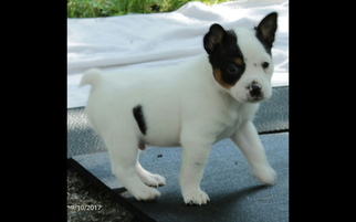 Rat Terrier Litter for sale in FAIRPORT, NY, USA