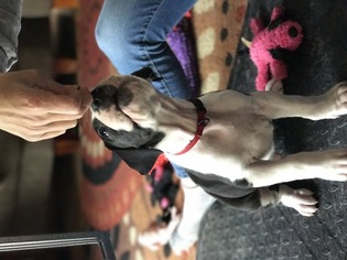 Great Dane Litter for sale in PITTSTON, PA, USA