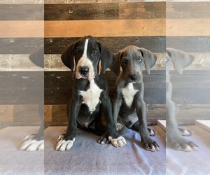Great Dane Litter for sale in BEAUMONT, CA, USA