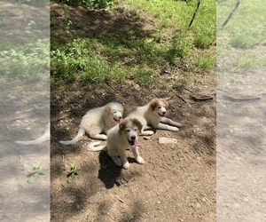 Great Pyrenees-Maremma Sheepdog Mix Litter for sale in ELKTON, VA, USA