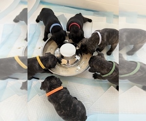 French Bulldog Litter for sale in LENEXA, KS, USA