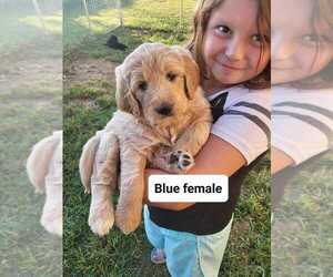Goldendoodle Litter for sale in ROCK PORT, MO, USA
