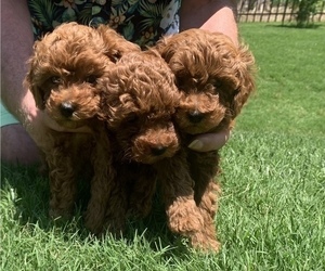 Poodle (Miniature) Litter for sale in INDIAN TRAIL, NC, USA