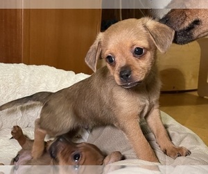 Chiweenie Litter for sale in MADISON, WI, USA
