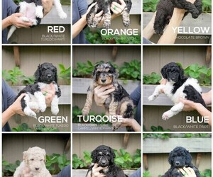 Goldendoodle Litter for sale in LAKEWOOD, WA, USA