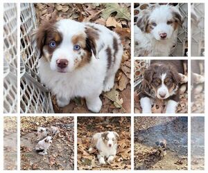 Miniature American Shepherd Litter for sale in MONTGOMERY CITY, MO, USA