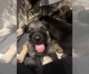 German Shepherd Dog Litter for sale in GRAND RAPIDS, MI, USA
