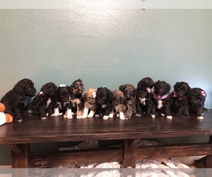 Pyredoodle Litter for sale in NIXA, MO, USA