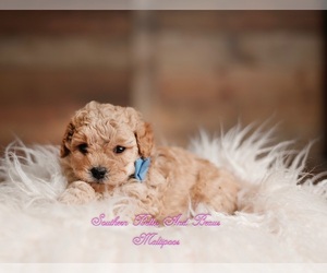 Maltipoo Litter for sale in HOLLY SPRINGS, NC, USA