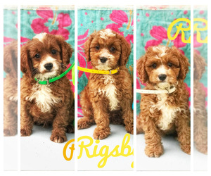 Cavapoo Litter for sale in BOWLING GREEN, KY, USA
