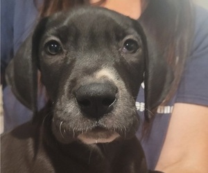 Great Dane Litter for sale in OROVILLE, CA, USA