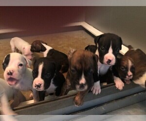 Boxer Litter for sale in CHESTERFIELD, SC, USA