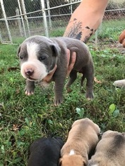 American Pit Bull Terrier Litter for sale in DARDEN, TN, USA