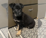 Small Photo #1 German Shepherd Dog Puppy For Sale in STANDISH, MI, USA