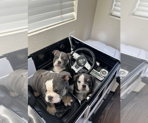 Bulldog Litter for sale in LOS ANGELES, CA, USA