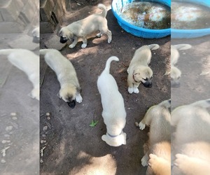 Anatolian Shepherd-Great Pyrenees Mix Litter for sale in STOCKBRIDGE, GA, USA