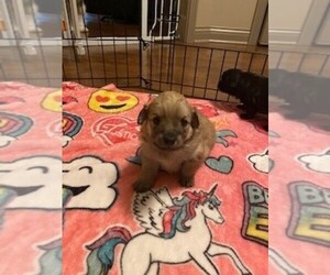 Pomeranian-Poodle (Toy) Mix Litter for sale in MARTINSVILLE, IN, USA