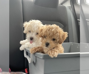 Poochon Litter for sale in AUSTELL, GA, USA