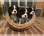 Small Photo #1 Cavalier King Charles Spaniel Puppy For Sale in TULSA, OK, USA