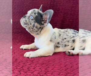 French Bulldog Litter for sale in HOLLYWOOD, FL, USA
