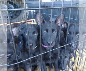 Dutch Shepherd Dog-German Shepherd Dog Mix Litter for sale in GROVE CITY, PA, USA