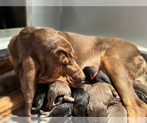 Bloodhound Litter for sale in MOUNT AIRY, MD, USA