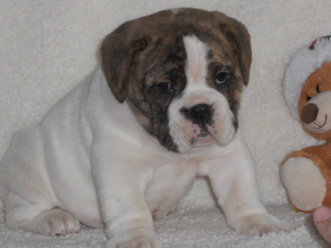Medium Photo #1 Beabull Puppy For Sale in HOLMESVILLE, OH, USA