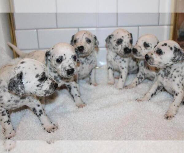 Medium Photo #1 Dalmatian Puppy For Sale in COMPTON, CA, USA