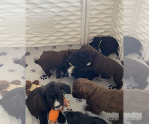 Springerdoodle Litter for sale in NEWBERRY SPGS, CA, USA
