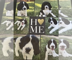 English Springer Spaniel Litter for sale in CHICO, CA, USA