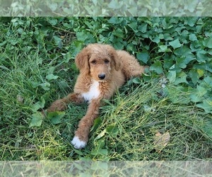 Goldendoodle Litter for sale in FREDERICKTOWN, MO, USA