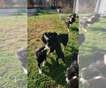 Small Photo #1 Australian Shepherd Puppy For Sale in FREEDOM, IN, USA