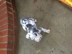 Small Photo #1 Great Dane Puppy For Sale in SANFORD, NC, USA