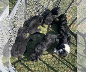 Bernedoodle Litter for sale in REBERSBURG, PA, USA