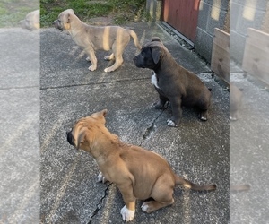 Bullypit-German Shepherd Dog Mix Litter for sale in BUFFALO, NY, USA