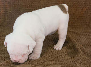 Olde English Bulldogge Litter for sale in SPRINGFIELD, CO, USA