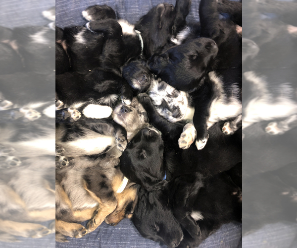 Medium Photo #1 Border Collie-Golden Retriever Mix Puppy For Sale in OVERLAND PARK, KS, USA