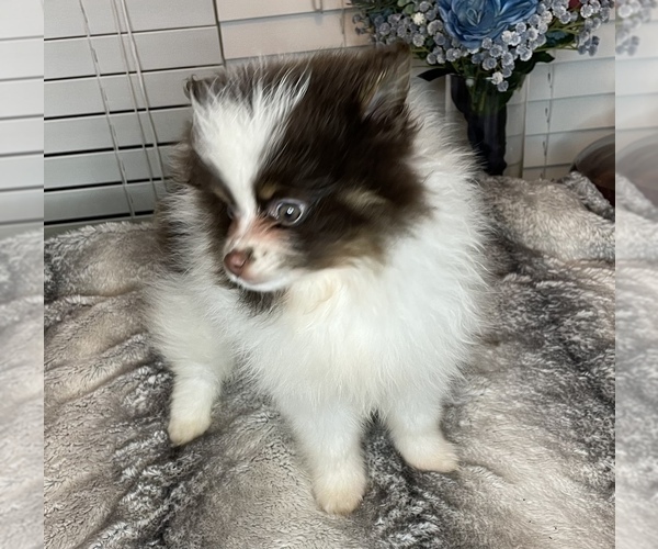 Medium Photo #1 Pomeranian Puppy For Sale in LUMBERTON, MS, USA