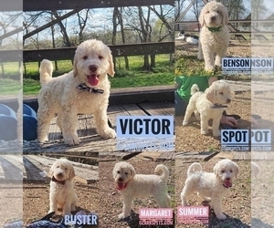 Goldendoodle Litter for sale in GOLDEN CITY, MO, USA