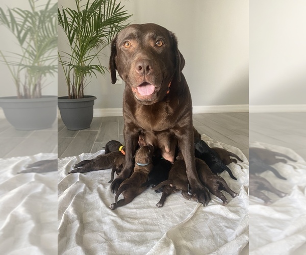 Medium Photo #1 Labradoodle Puppy For Sale in PLANT CITY, FL, USA