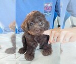Small Photo #1 Labradoodle Puppy For Sale in BERLIN, NJ, USA
