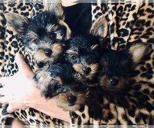 Yorkshire Terrier Litter for sale in ANTRIM, NH, USA