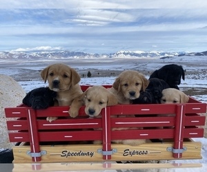 Boxer-Golden Retriever Mix Litter for sale in LEADORE, ID, USA