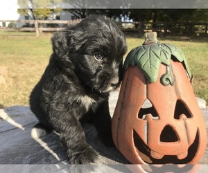 Aussiedoodle Litter for sale in MIDDLETOWN, OH, USA