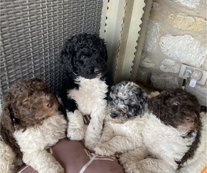 Great Dane-Poodle (Standard) Mix Litter for sale in ARGYLE, TX, USA